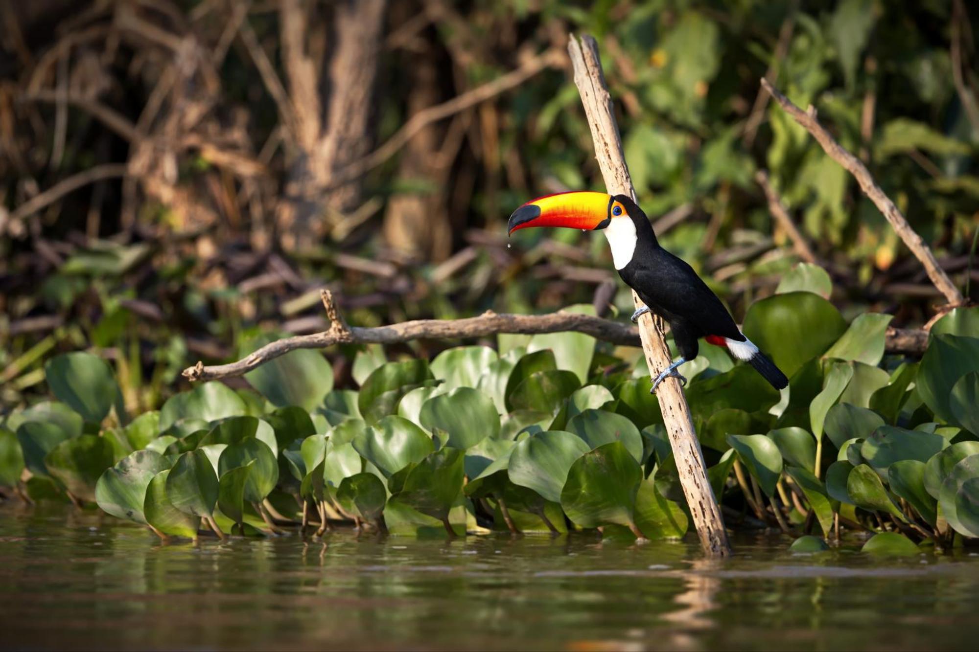 Caiman Lodge - Cuyabeno Nature Amazon Tour Exterior foto